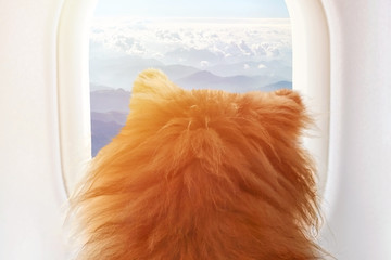 small dog on board of airplain looking out the window at the clouds while traveling, selective focus, toned