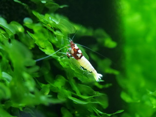 Caridina Garnele im Aquarium