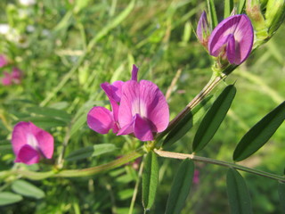 мишачий горошок