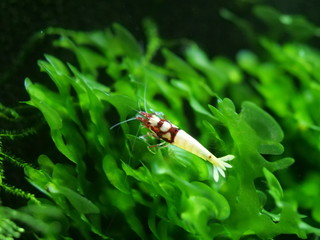 Caridina Garnele im Aquarium