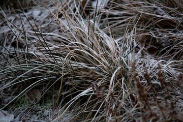 frozen background.  Abstract frost grass