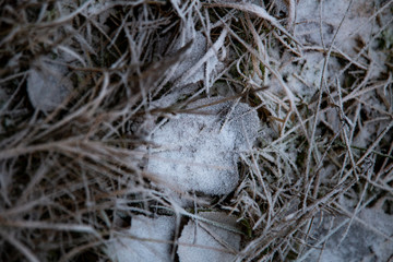 frozen background.  Abstract frost grass