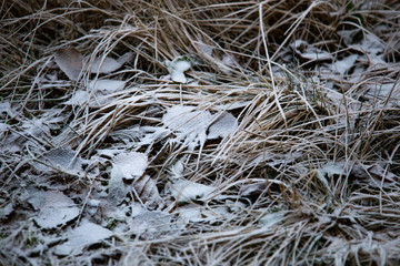 frozen background.  Abstract frost grass