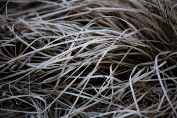 frozen background.  Abstract frost grass