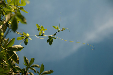 climbing plant pé de maracujá