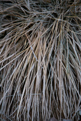frozen background.  Abstract frost grass