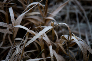 frozen background.  Abstract frost grass