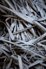 frozen background.  Abstract frost grass