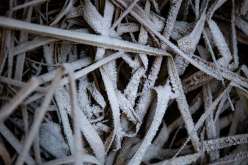 frozen background.  Abstract frost grass