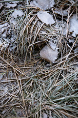 frozen background.  Abstract frost grass