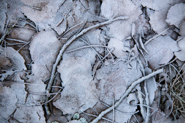 frozen background.  Abstract frost grass