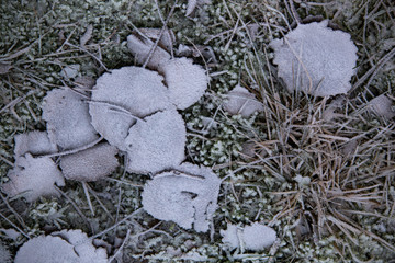 frozen background.  Abstract frost grass