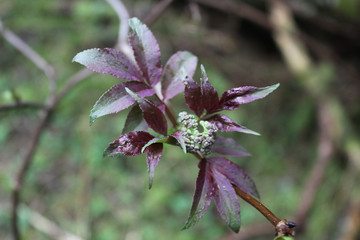 Violette Blume im Wald als Makro Aufname