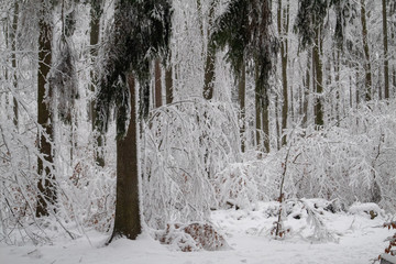 verschneiter Wald beim Tanzplan (Sebnitz)