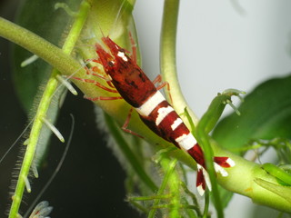 Caridina Garnele im Aquarium