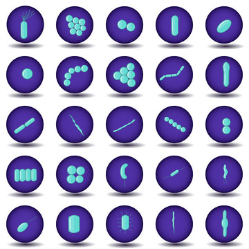  Green coccus, bacillus, curved bacteria in purple circles. 