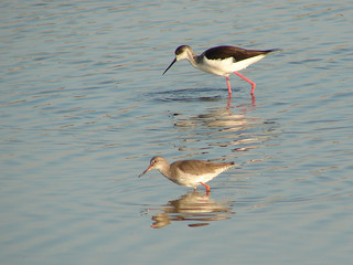 Water Birds at Ria Formosa, Algarve, Portugal