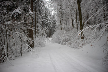 verschneiter Wald beim Tanzplan (Sebnitz)