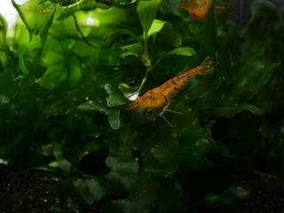 Caridina Garnele im Aquarium