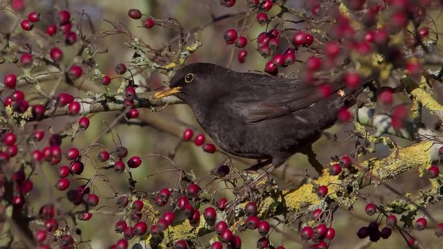 Blackbird, Turdus merula, single male eating hawthorn berries