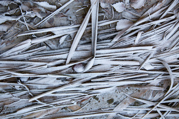frozen background.  Abstract frost grass