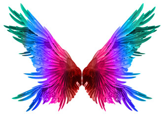 Obraz premium wings on a white background.