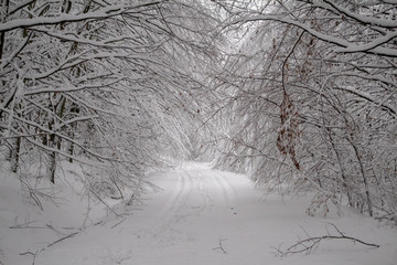 verschneiter Wald beim Tanzplan (Sebnitz)
