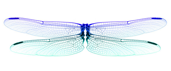 Dragonfly wings isolated on white background.