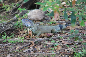 iguane
