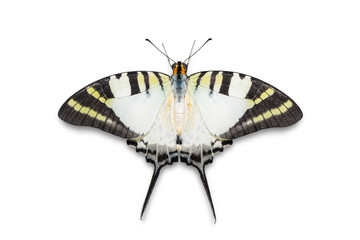 Five-bar Swordtail butterfly