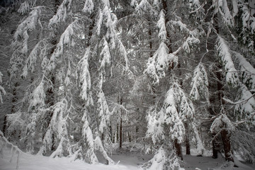 verschneiter Wald beim Tanzplan (Sebnitz)