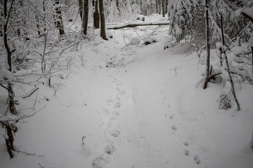 verschneiter Wald beim Tanzplan (Sebnitz)