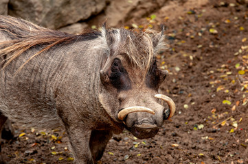 Fototapeta premium Warzenschwein 
