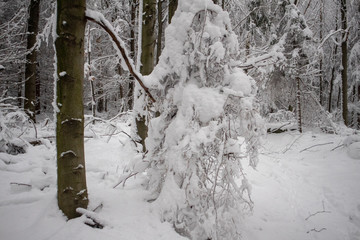 verschneiter Wald beim Tanzplan (Sebnitz)