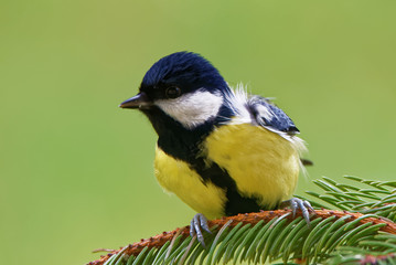 Obraz premium Great tit (Parus major)