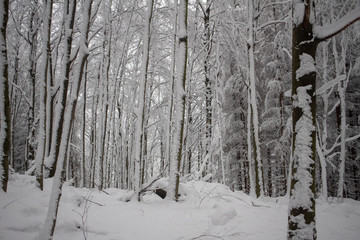 verschneiter Wald beim Tanzplan (Sebnitz)