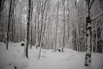 verschneiter Wald beim Tanzplan (Sebnitz)