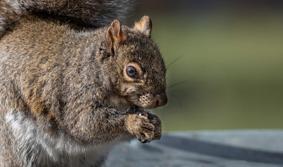 Obraz premium Squirrel