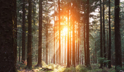 Silent Forest in spring with beautiful bright sun rays