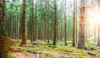 Silent Forest in spring with beautiful bright sun rays