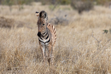 Fototapeta na wymiar Zebra 12