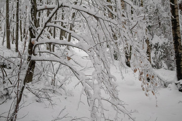 verschneiter Wald beim Tanzplan (Sebnitz)