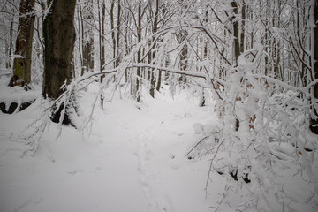 verschneiter Wald beim Tanzplan (Sebnitz)