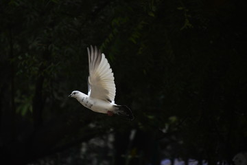 bird in flight