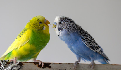 Kiss wavy parrots. Little birds touched each other's beaks