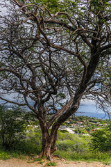 old tree with ocean and town in background