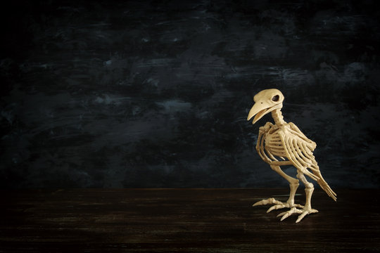 Halloween holiday photo of raven bird skeleton over black wooden background.