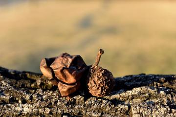 Walnut fruit