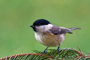 Marsh tit