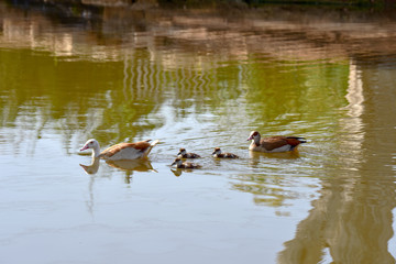 family of geese in the pond